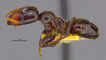 Media type: image;   Entomology 9074 Aspect: habitus lateral view